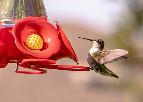 Pennington Natural Springs néctar en comedero en jardín para atraer colibríes