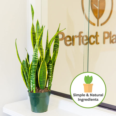PERFECT PLANTS ambiente interior con sansevieria saludable por mejor sustrato