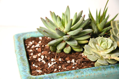 Perfect Plants cierre resellable manteniendo la mezcla fresca como beneficio