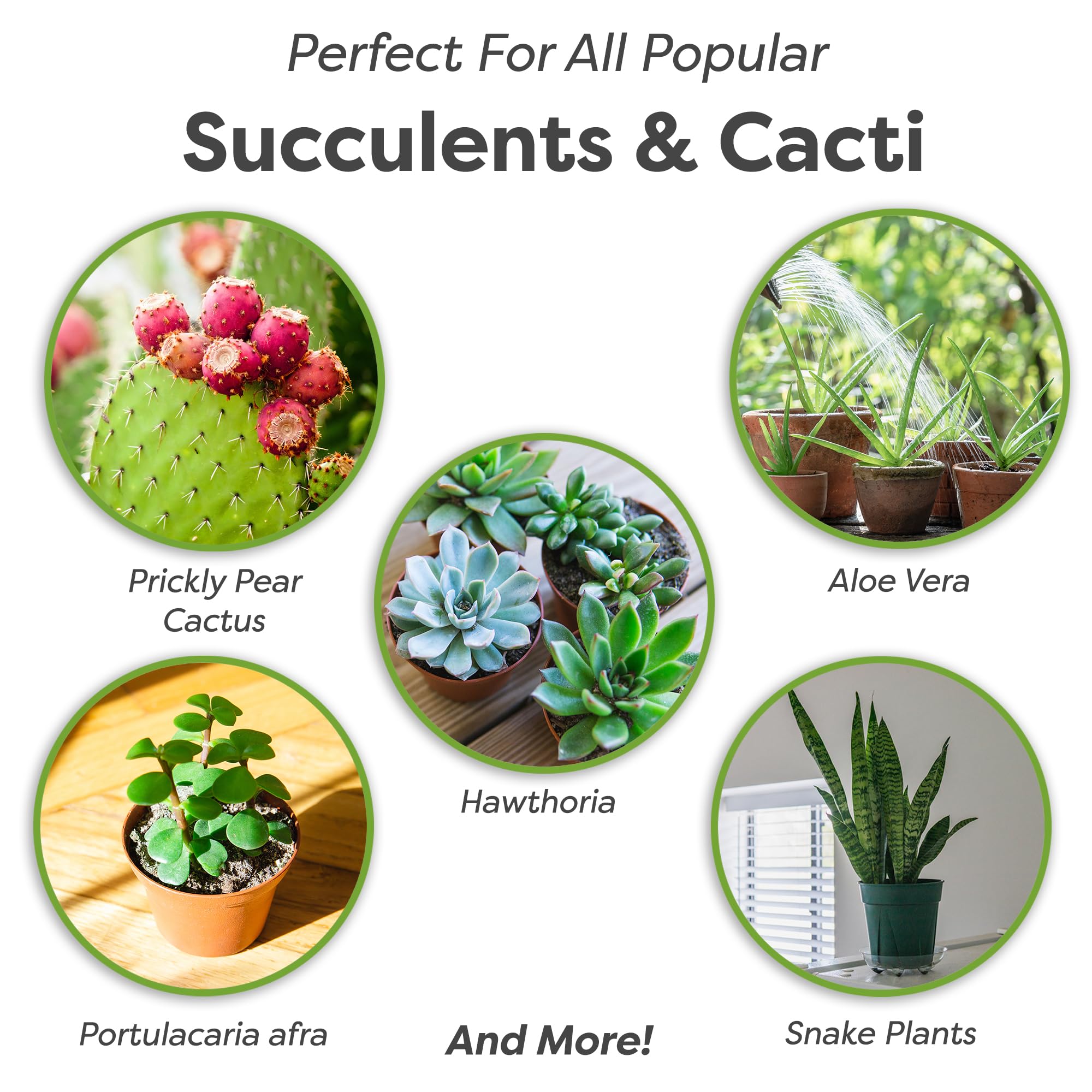 Perfect Plants primer plano de perlita que ilustra porosidad y ligereza