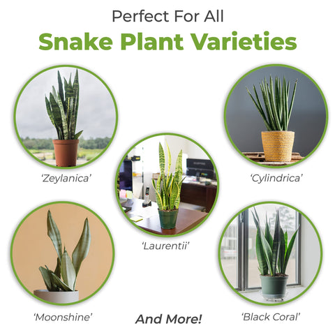 PERFECT PLANTS detalle de perlita y corteza facilita aireación de raíces