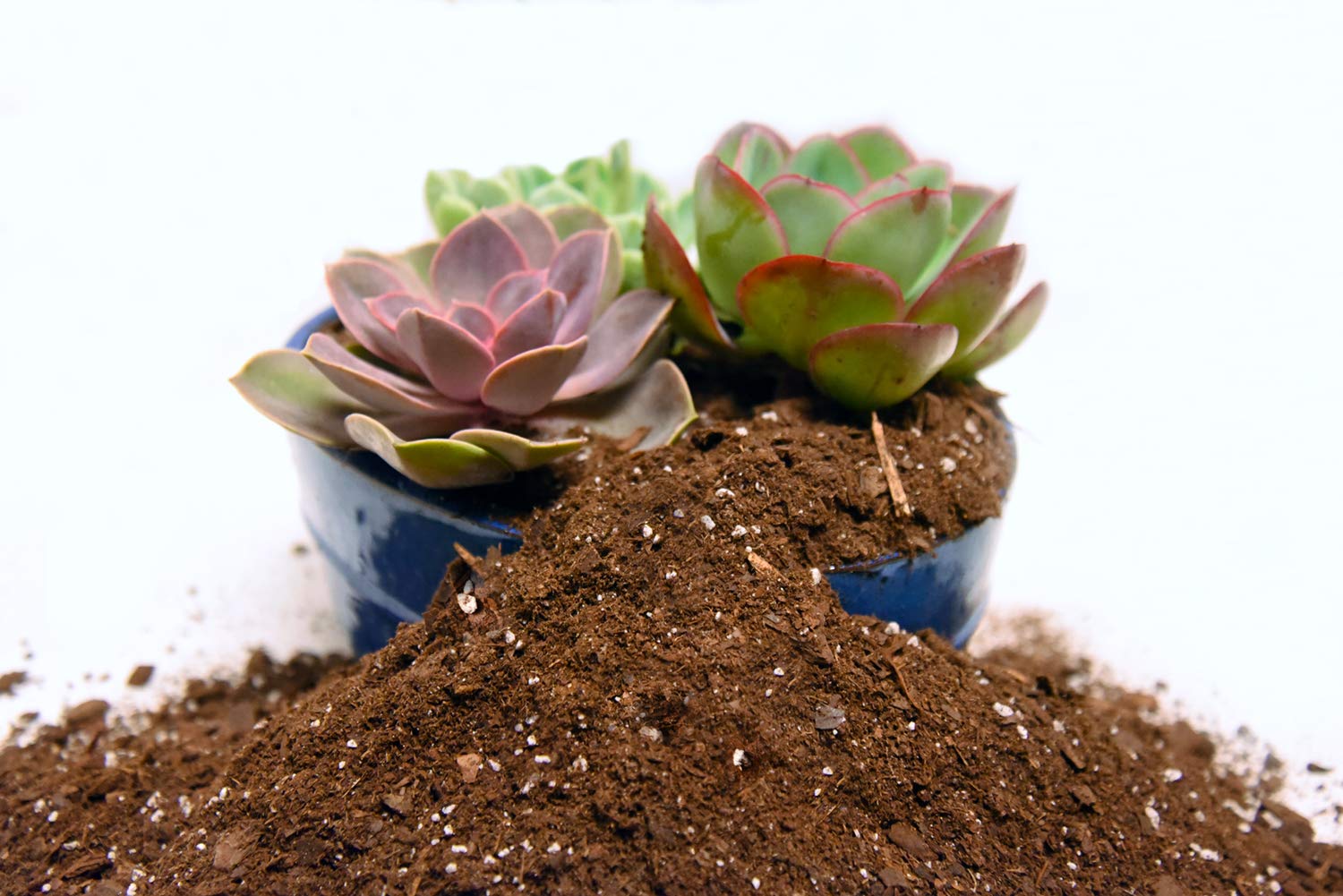 Perfect Plants escena de jardinería interior mostrando plantas saludables y beneficio estético