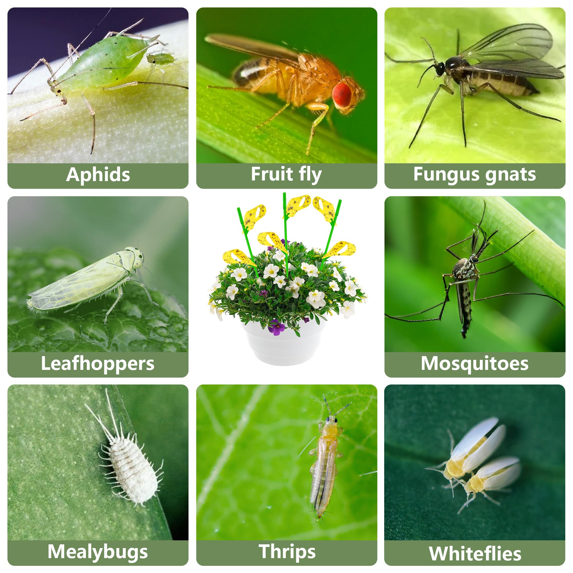 PESTCON trampa colocada en maceta eliminando mosquitos del hongo
