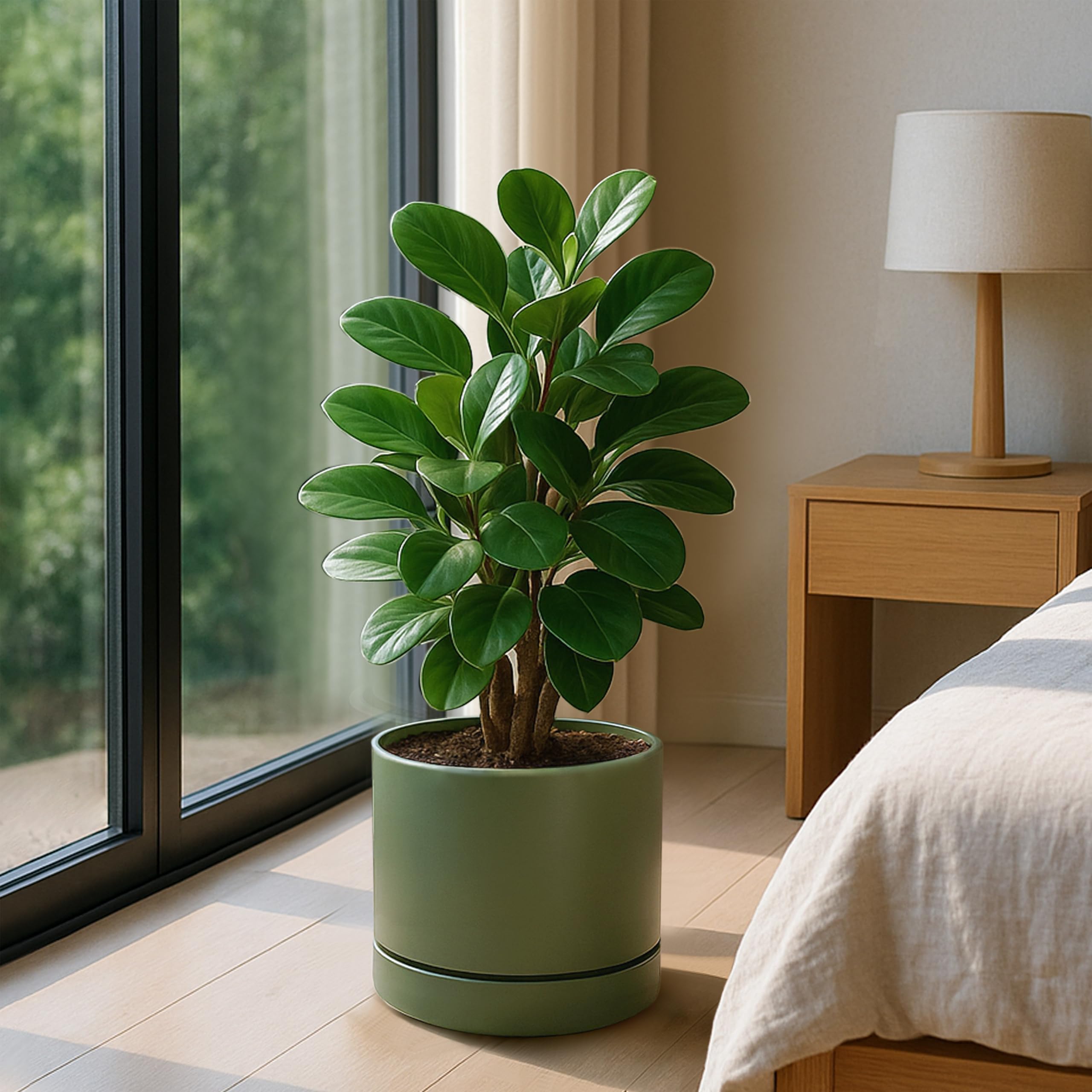 Phoenix Vine maceta en salón demostrando integración con decoración y funcionalidad