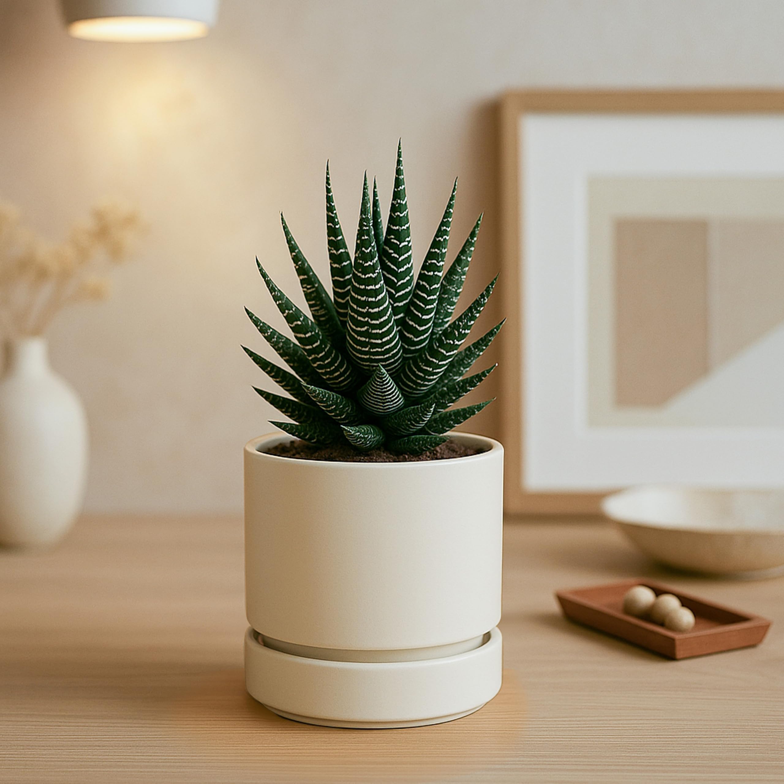 Phoenix Vine comparación de tamaño en mano para visualizar escala