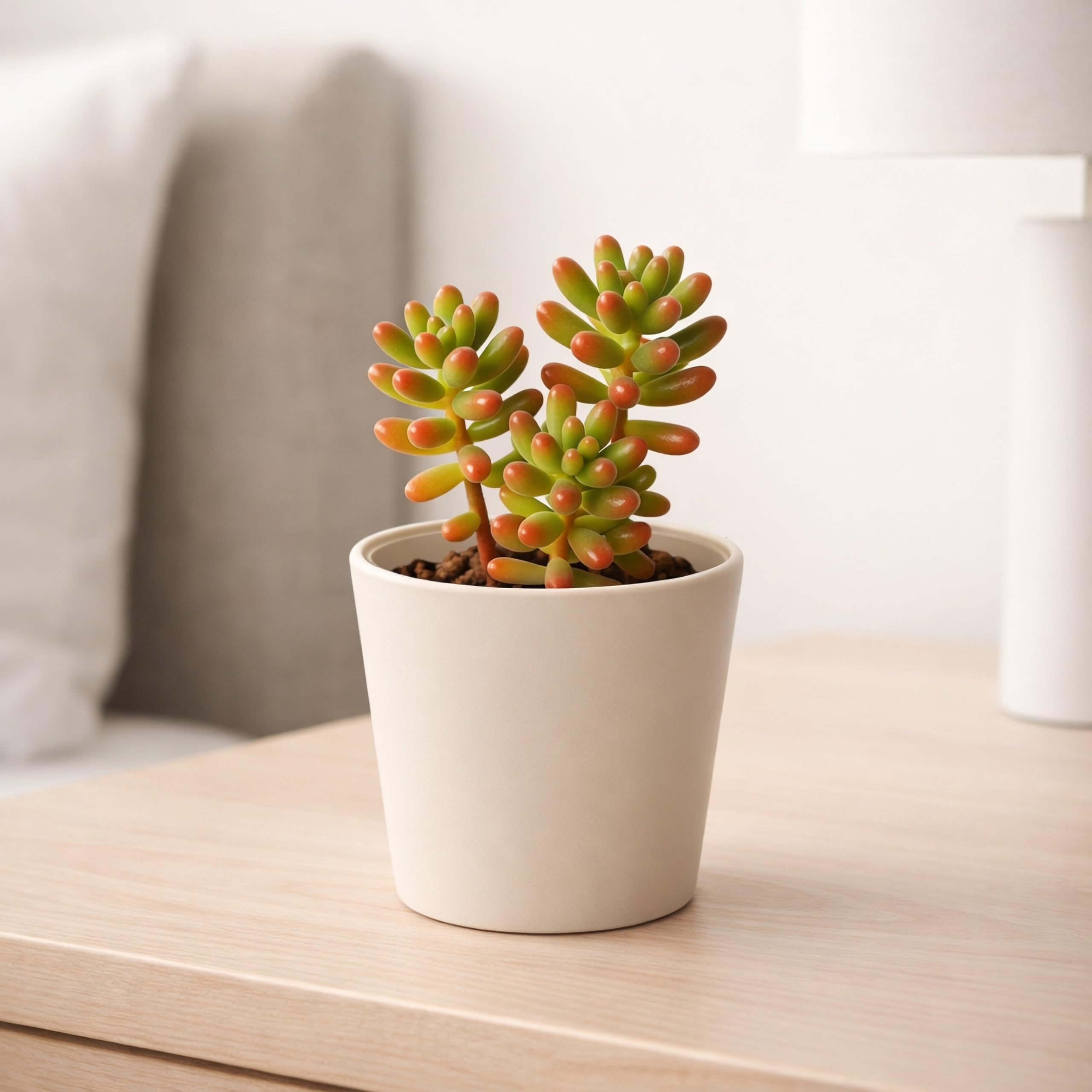 Phoenix Vine maceta en uso sobre mesa interior con planta mejorando decoración