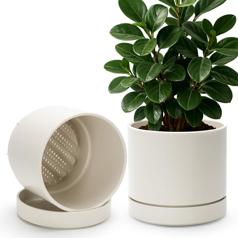 Phoenix Vine maceta frontal 8" avena muestra elegante diseño