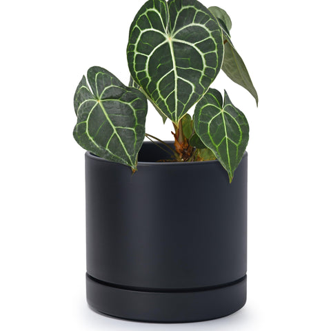 Phoenix Vine vista frontal de maceta mate negra, diseño elegante y funcional