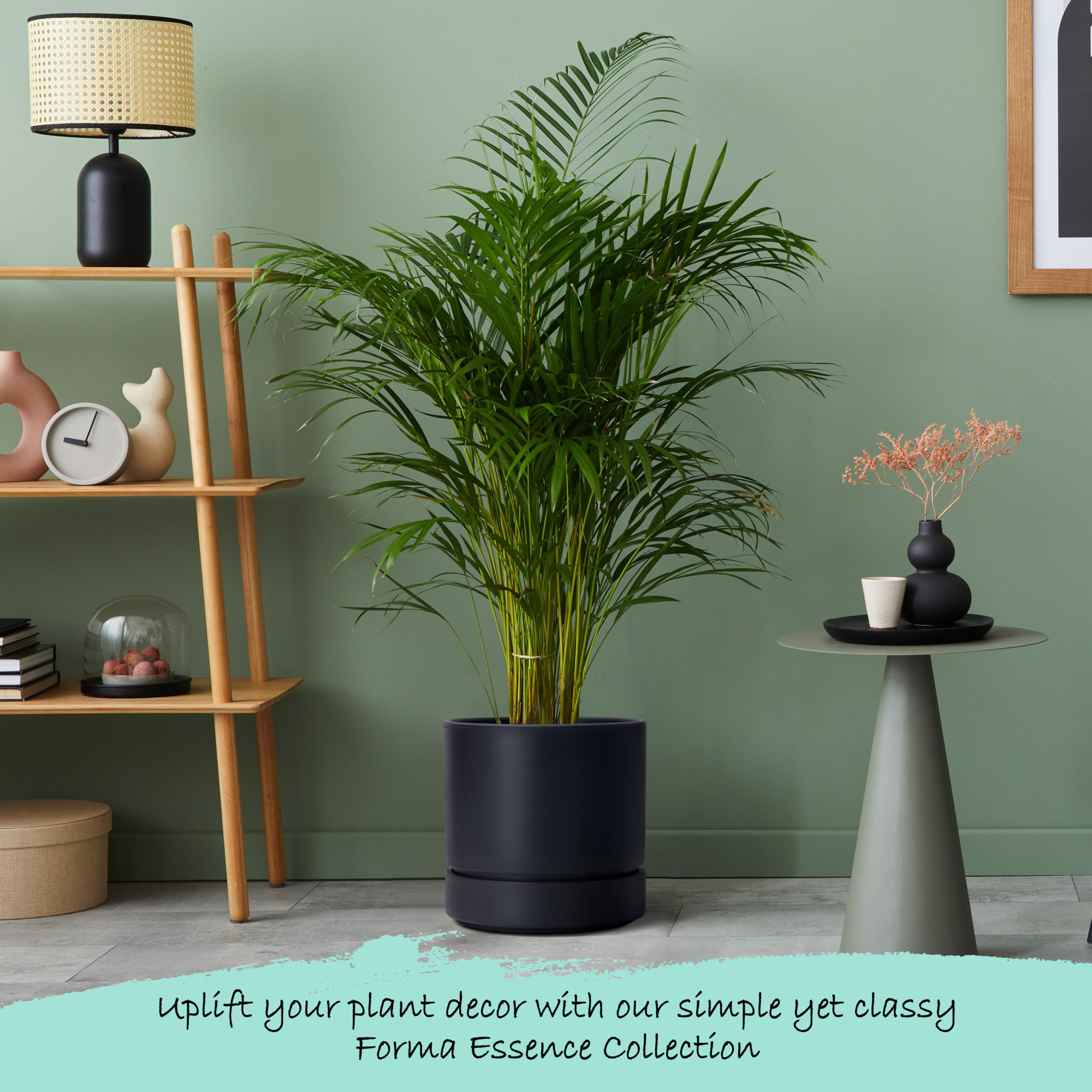 Phoenix Vine plato recogedor con agua, evita filtraciones en muebles