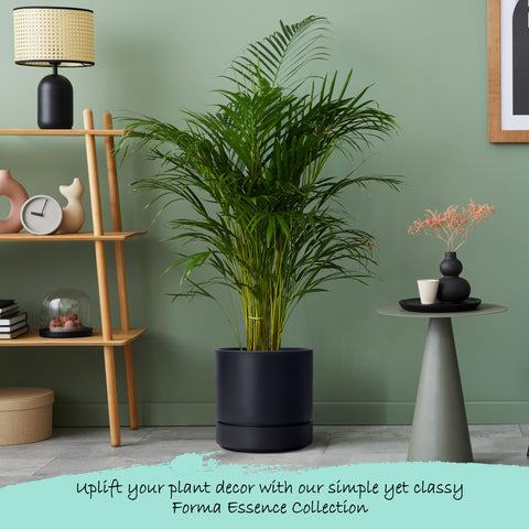 Phoenix Vine plato recogedor con agua, evita filtraciones en muebles