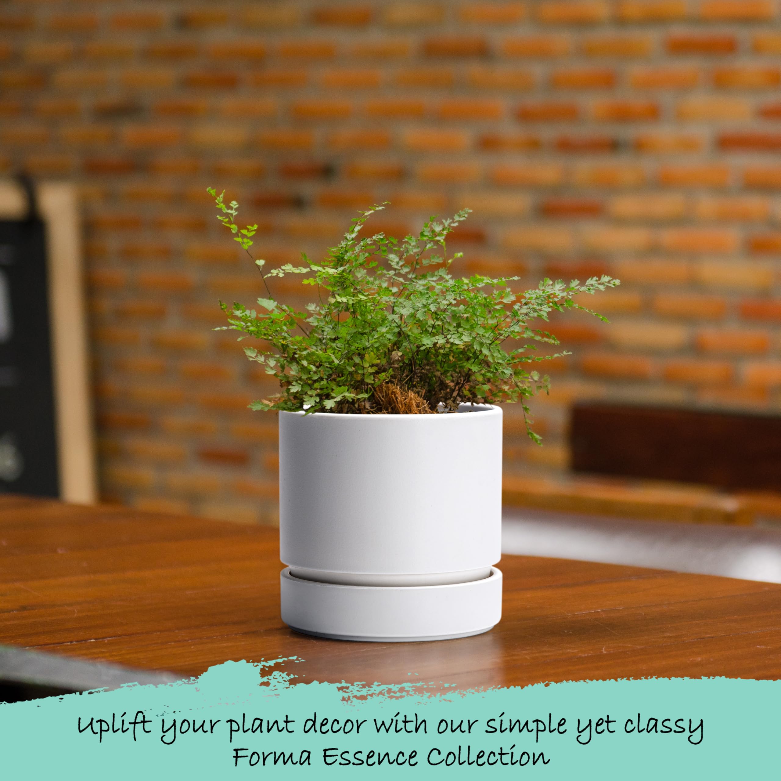Phoenix Vine comparación de tamaño junto a una regla para apreciar sus 4 pulgadas