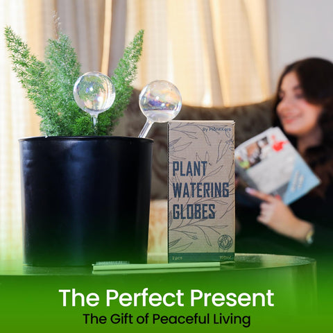 PlanKKers en ambiente interior con planta mostrando estética y funcionalidad