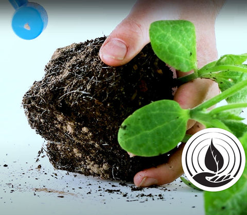 Plant Success textura del polvo micorrízico que facilita la dosificación