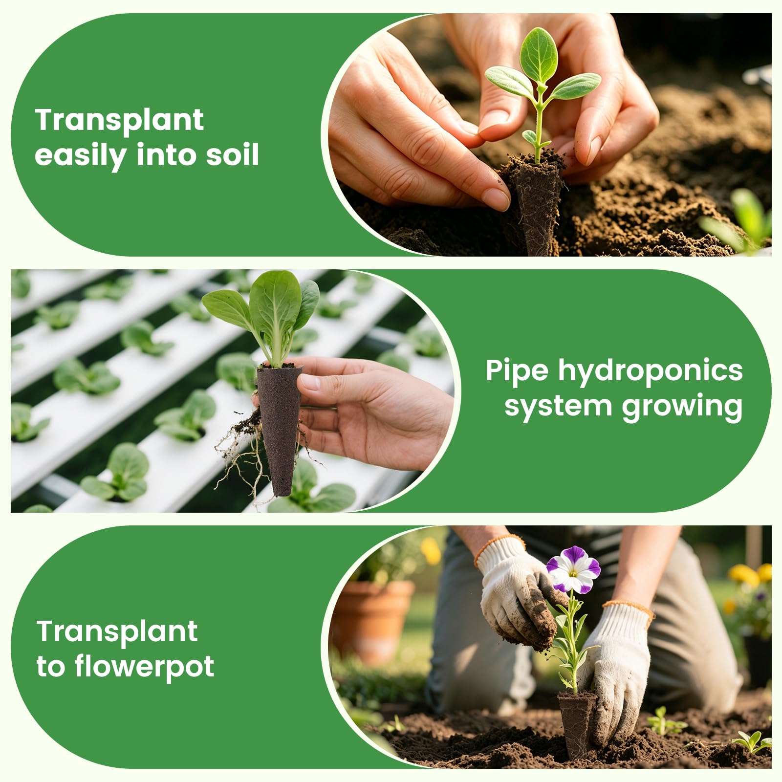 PlantaPulse trasplante de esponja a maceta sin dañar raíces