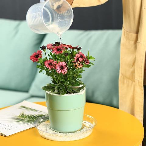 Planterhoma bandeja decorada con piedras para presentación estética