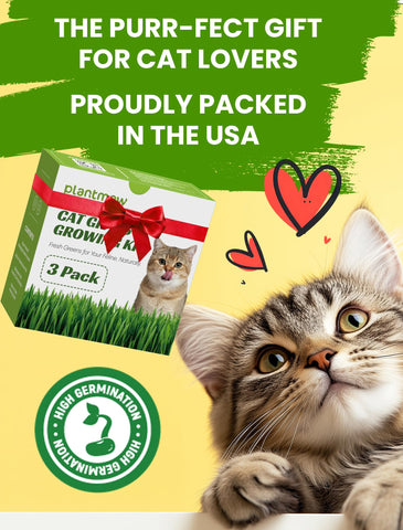 PLANTMEW pasto en salón con gato, aporta entretenimiento seguro al hogar
