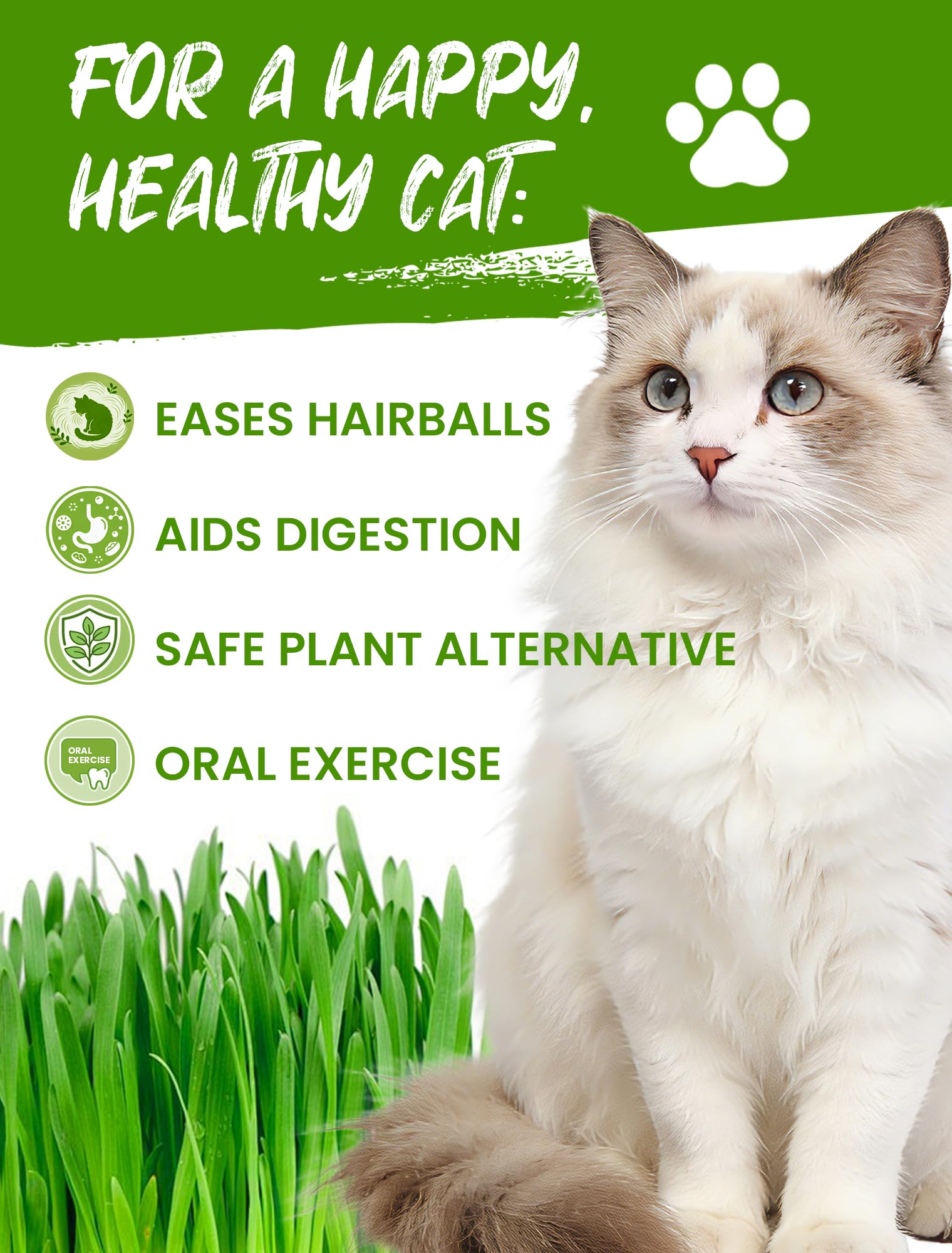 PLANTMEW maceta biodegradable en detalle, seguridad ecológica para gatos