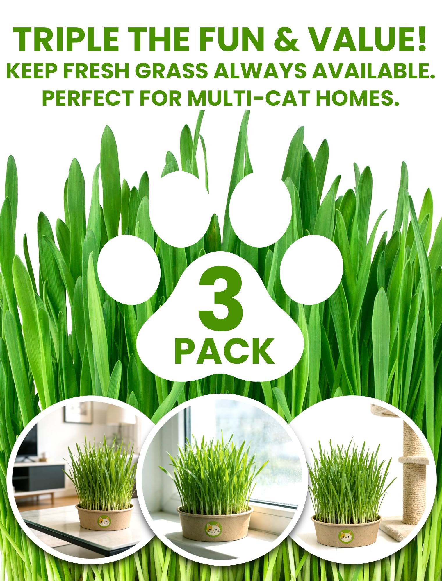 PLANTMEW manos sosteniendo pasto crecido, estimula la digestión felina