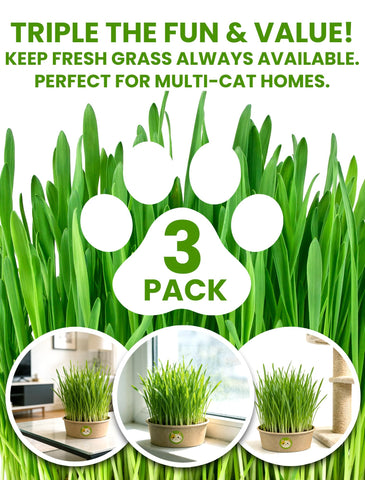 PLANTMEW manos sosteniendo pasto crecido, estimula la digestión felina