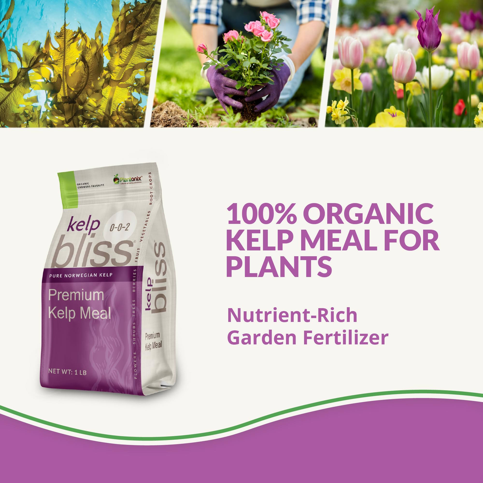 plantonix Kelp Bliss textura granular cercana que facilita mezcla y absorción