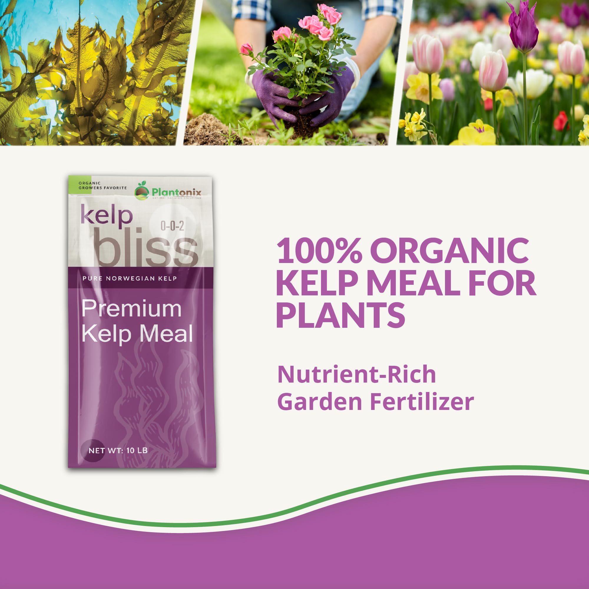 plantonix Kelp Bliss textura cercana de harina de kelp natural para suelo