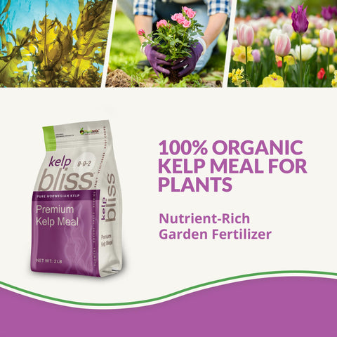 plantonix textura en polvo de Kelp Bliss para liberación lenta de nutrientes