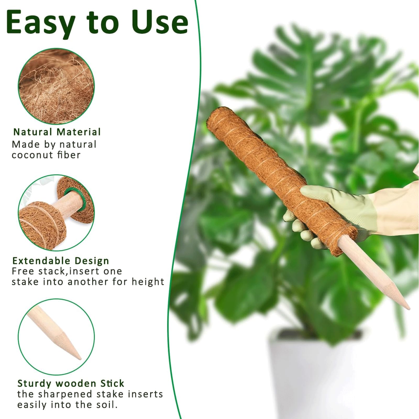 PLANTPOLEX poste en uso con Monstera mostrando crecimiento vertical controlado