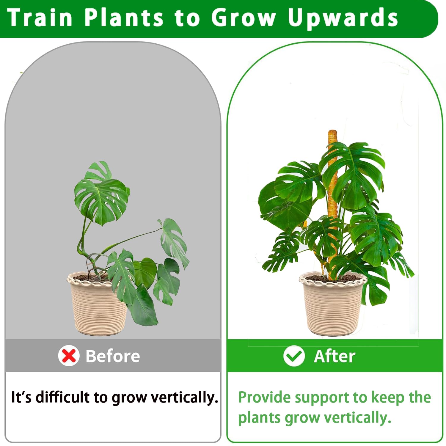PLANTPOLEX poste instalado en maceta con Monstera sosteniendo tallos verticales