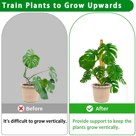 PLANTPOLEX poste instalado en maceta con Monstera sosteniendo tallos verticales
