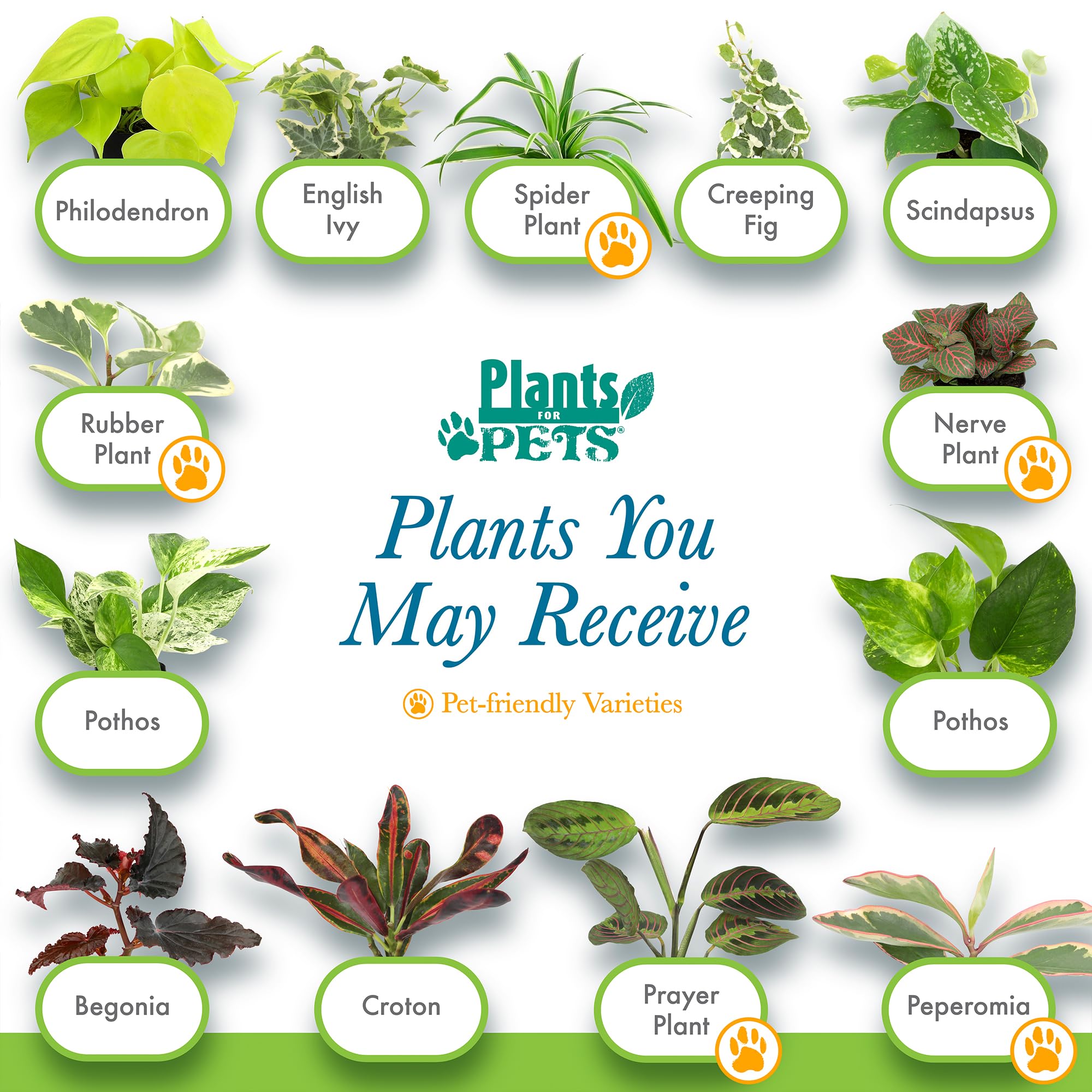 Plants for Pets planta en mano para comparar tamaño y visualización práctica