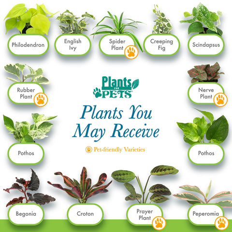 Plants for Pets planta en mano para comparar tamaño y visualización práctica