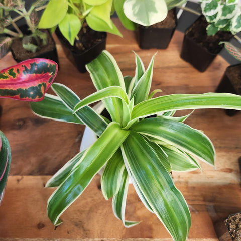 Plants for Pets plantas decorando estantería, mejora estética del hogar