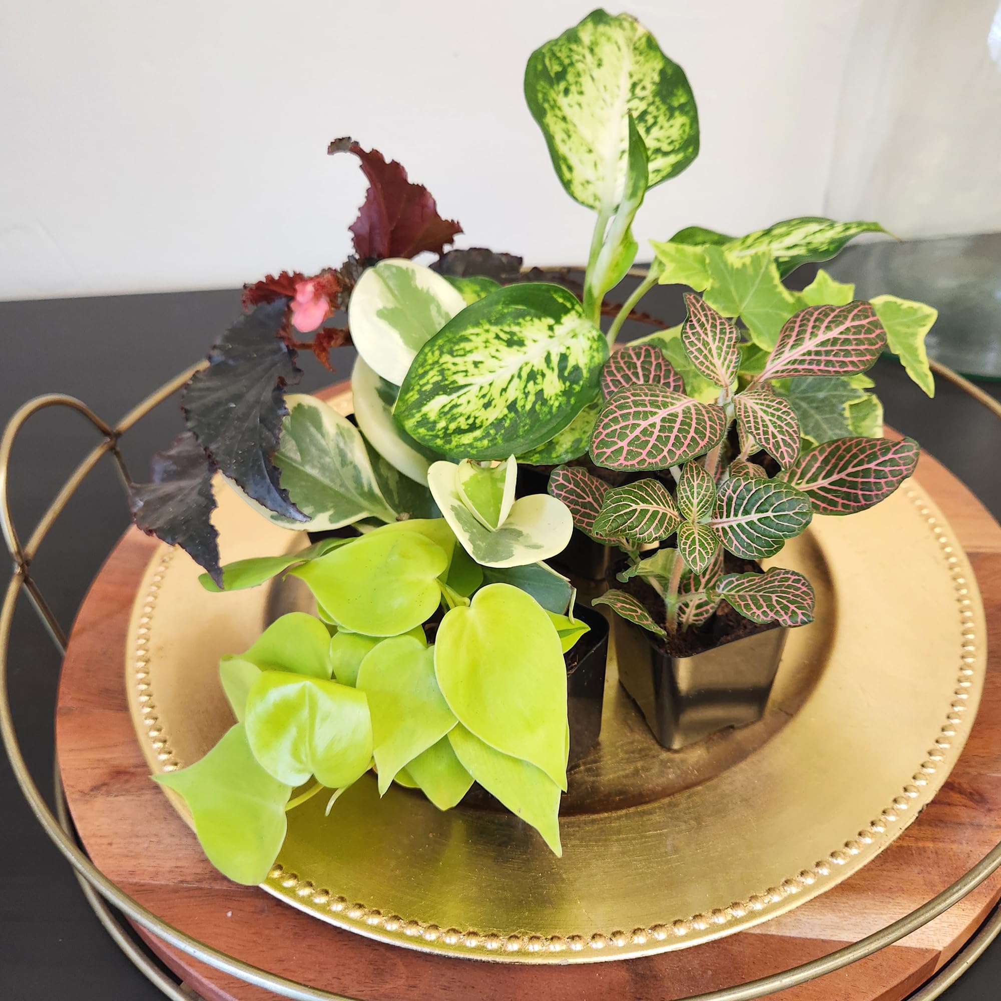 Plants for Pets primer plano de hojas y textura, muestra variedad y vigor