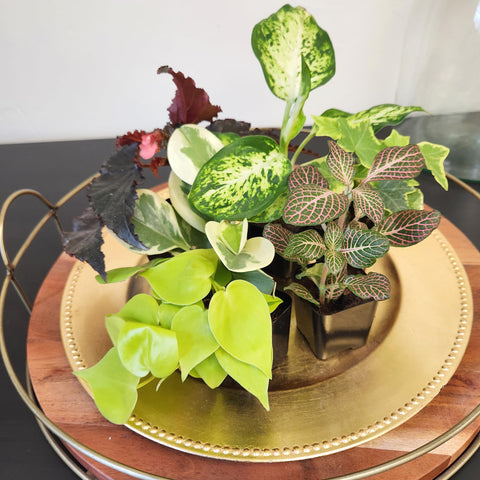 Plants for Pets primer plano de hojas y textura, muestra variedad y vigor