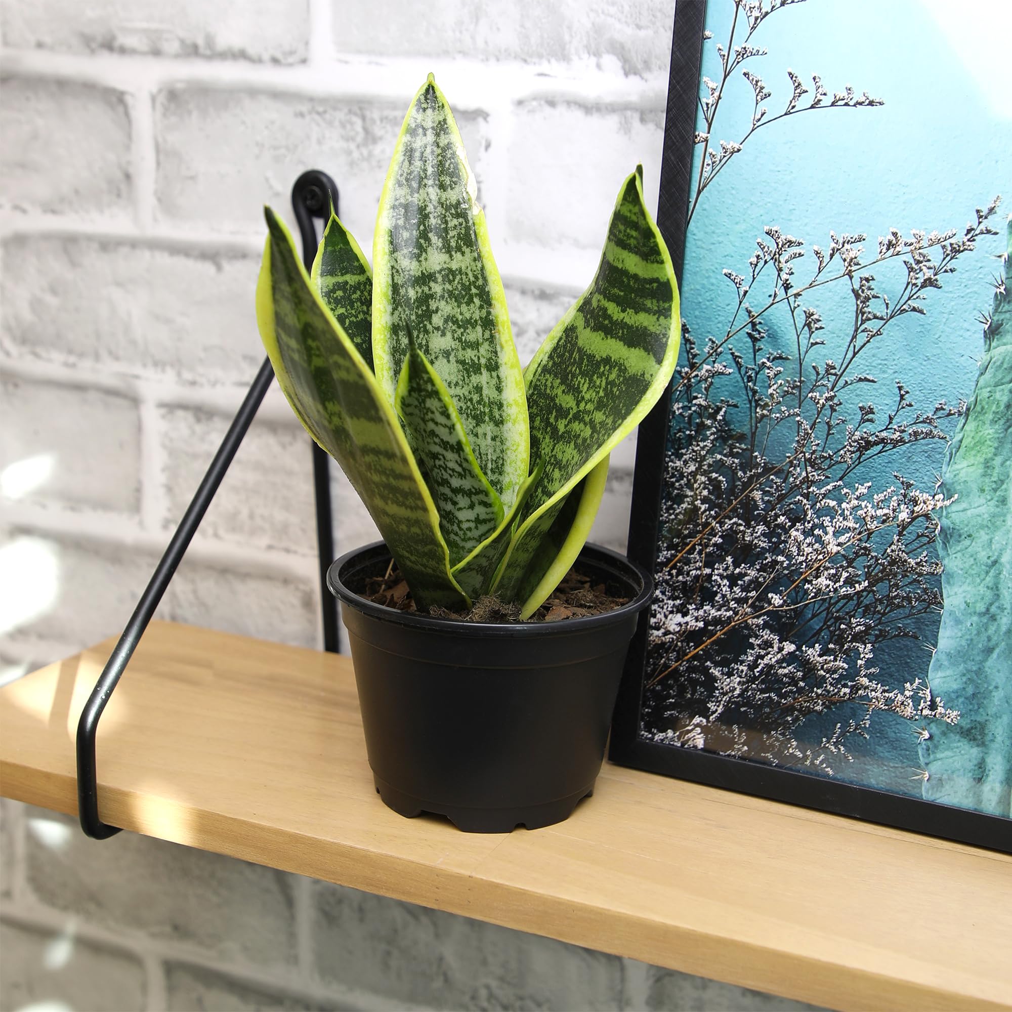 Plants for Pets primer plano del sustrato y raíces sanas