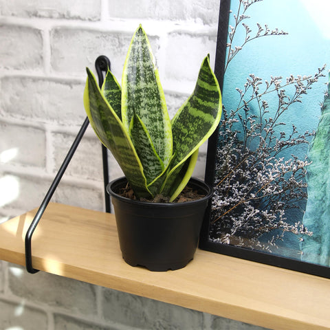 Plants for Pets primer plano del sustrato y raíces sanas