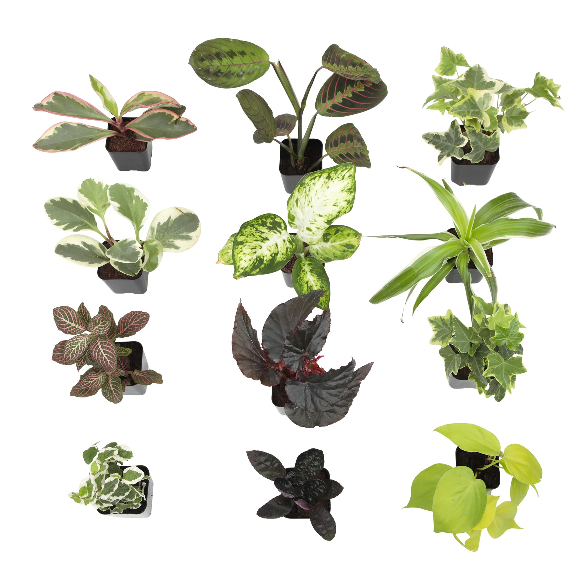 Plants for Pets embalaje protegido listo para envío, garantiza llegada segura