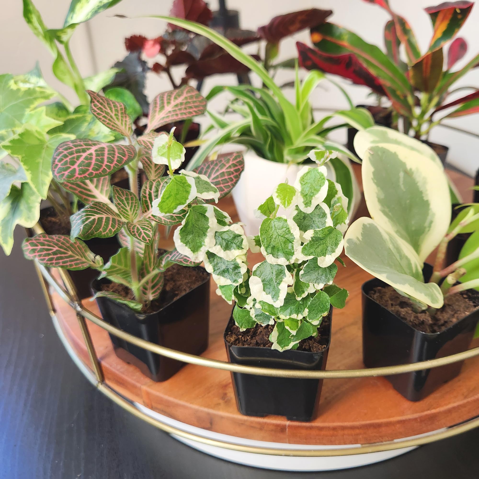 Plants for Pets planta sobre escritorio iluminando espacio de trabajo moderno