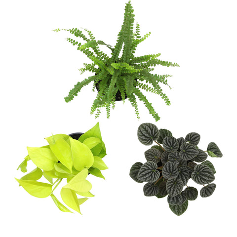Plants for Pets etiqueta con código de cuidados y guía rápida