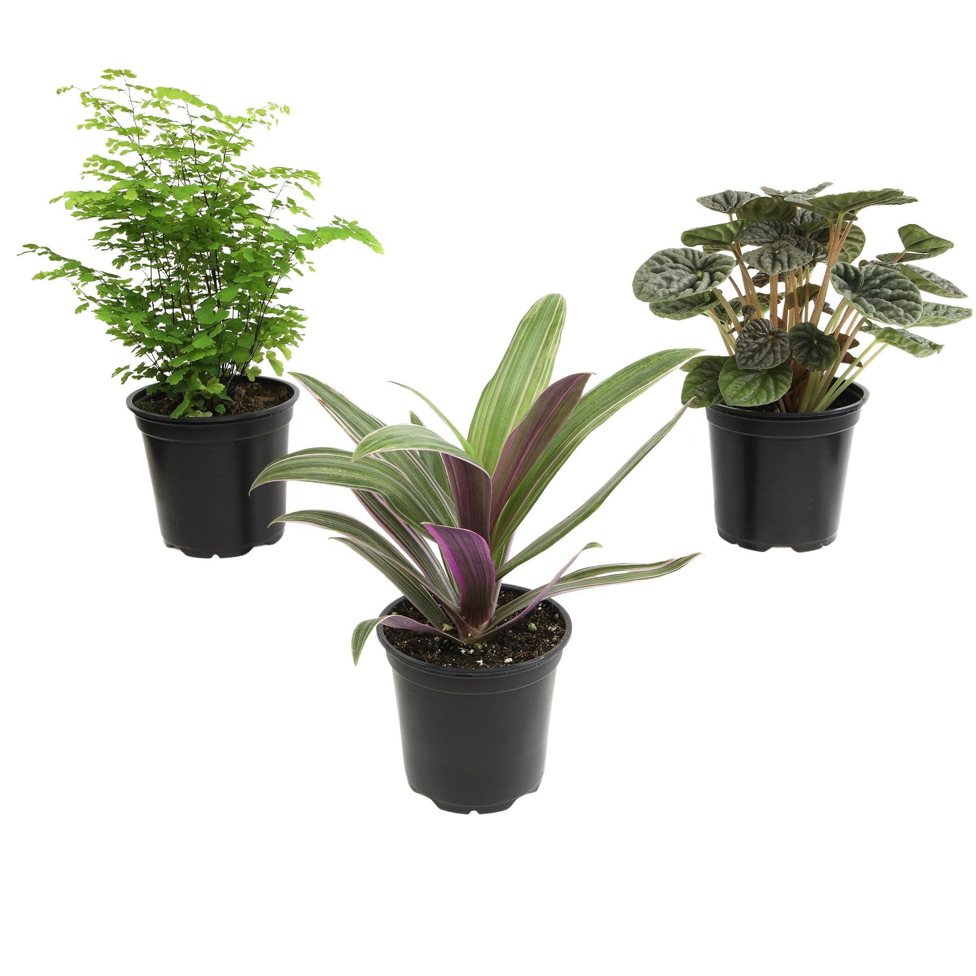 Plants for Pets vista frontal de las tres plantas listas para decorar