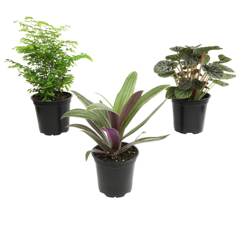 Plants for Pets vista frontal de las tres plantas listas para decorar
