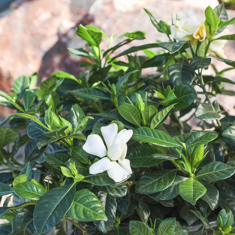 Plants for Pets gardenia brote floral nuevo indicando próxima floración