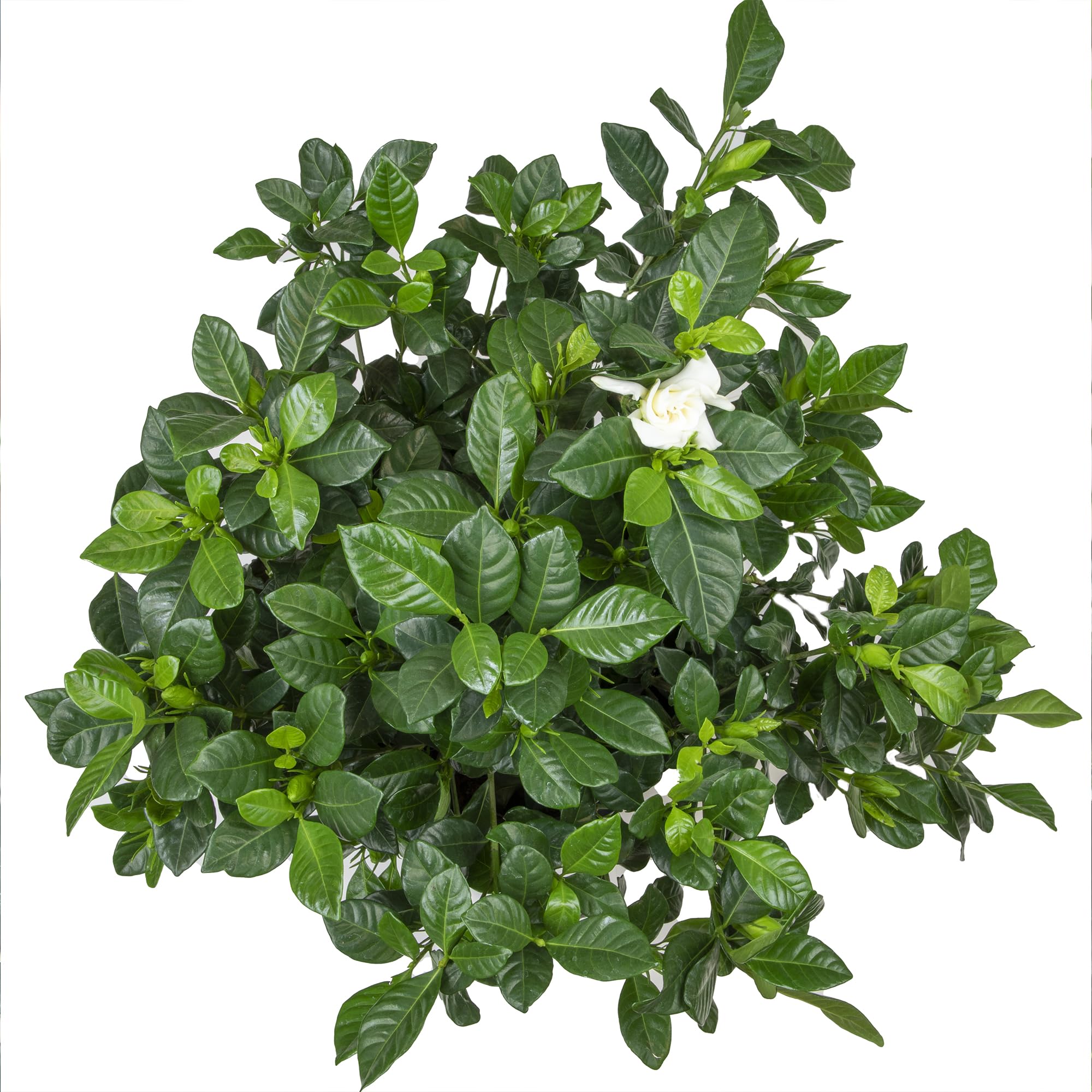 Plants for Pets gardenia comparativa de tamaño, facilita elegir ubicación