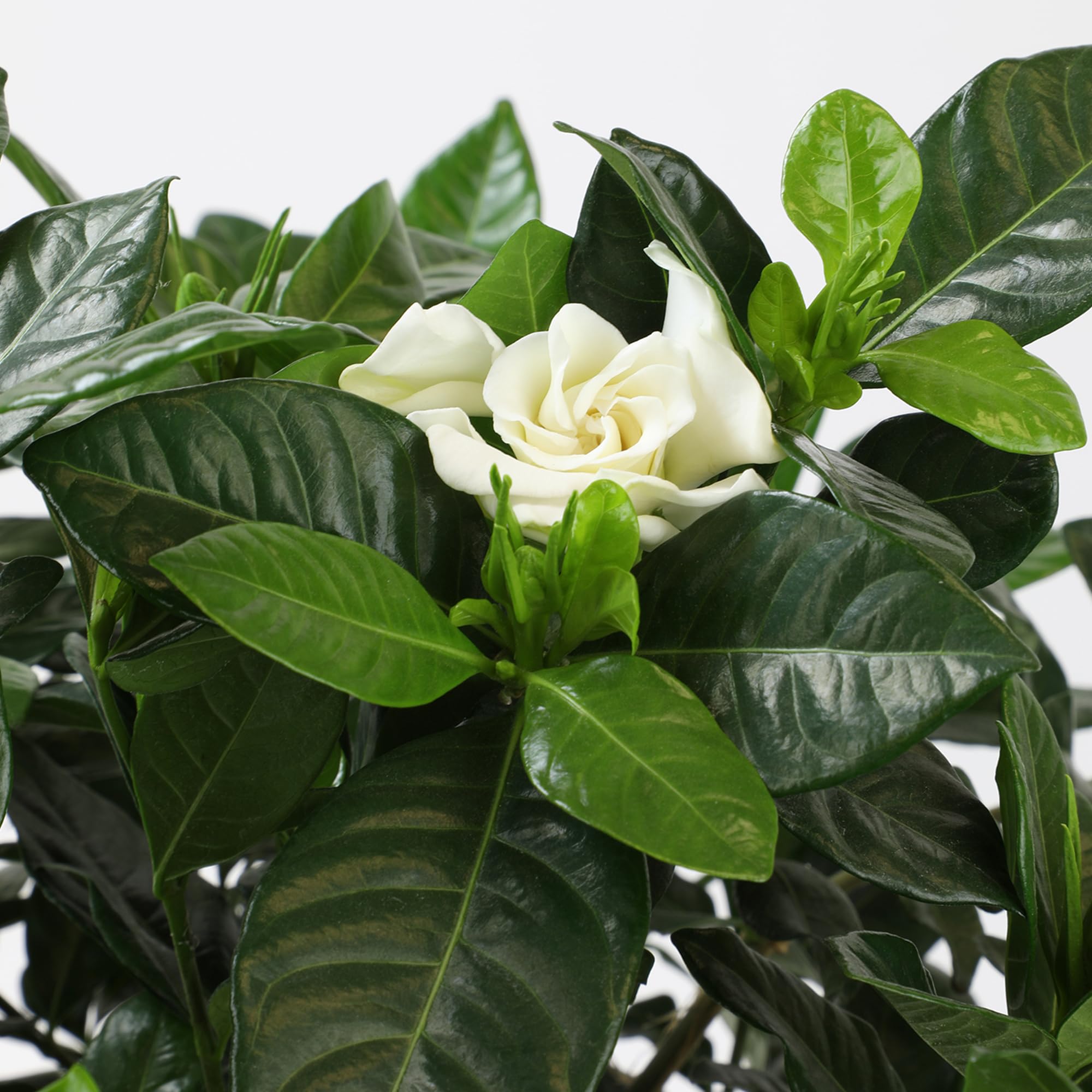 Plants for Pets gardenia flor cortada lista para arreglo decorativo