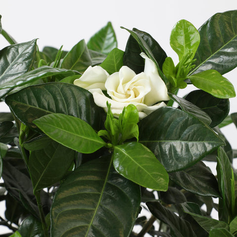 Plants for Pets gardenia flor cortada lista para arreglo decorativo