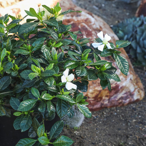 Plants for Pets gardenia en terraza junto a sillón, añade fragancia al espacio