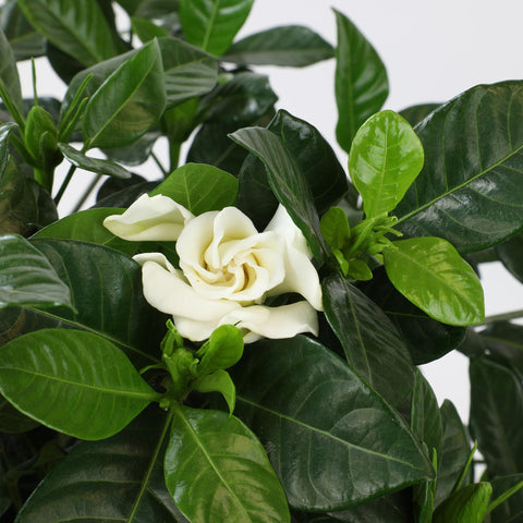Plants for Pets gardenia etiqueta con cuidados y datos esenciales