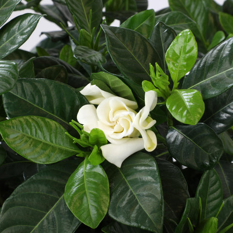 Plants for Pets gardenia detalle del follaje brillante y saludable