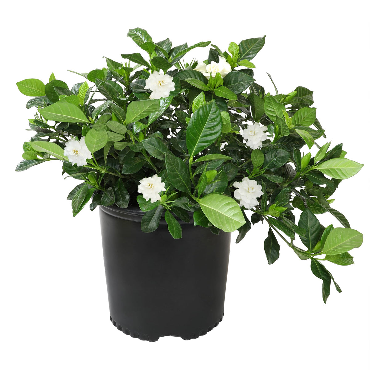 Plants for Pets gardenia frontal en maceta 3 gal, ideal para terrazas fragantes