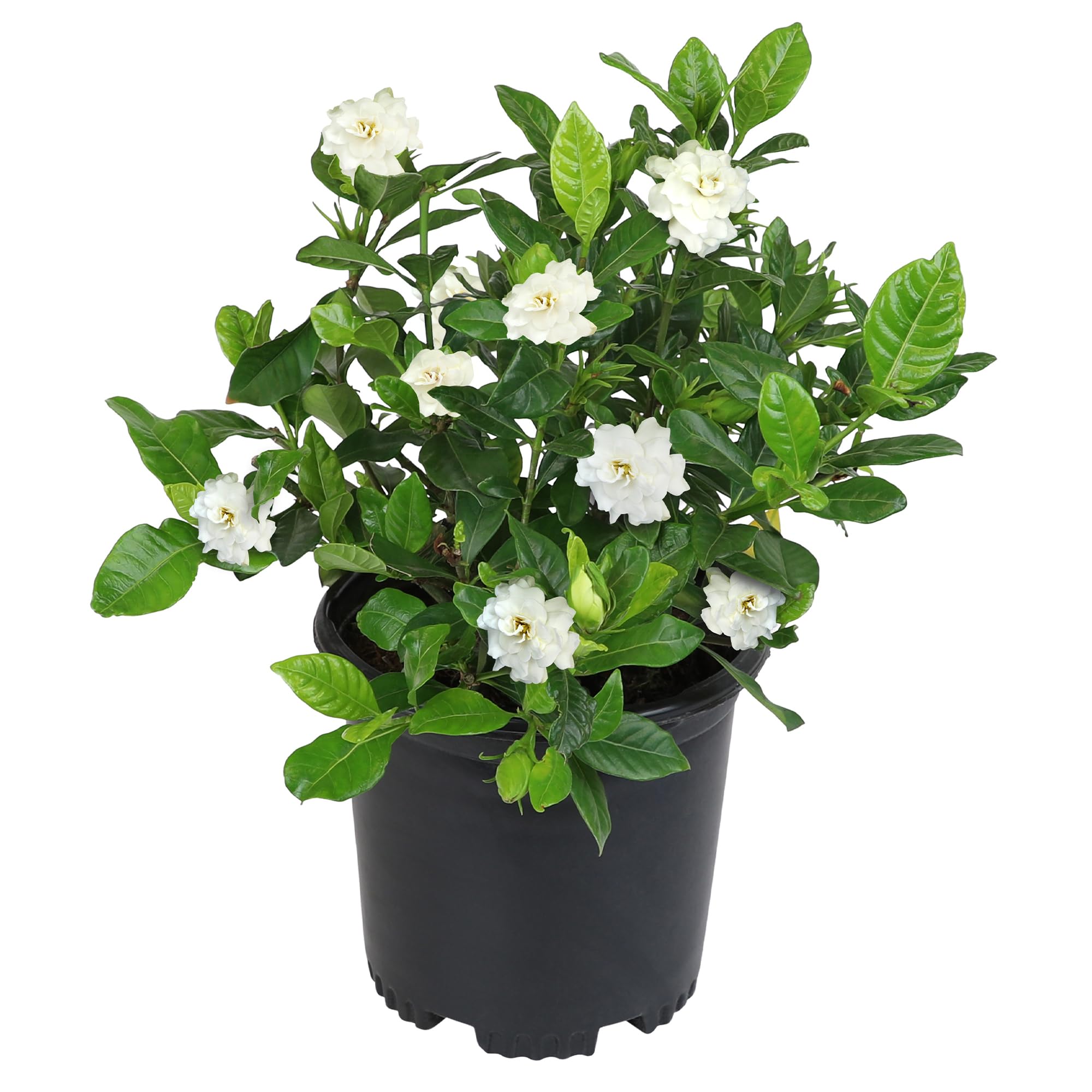 Plants for Pets gardenia frontal mostrando forma compacta y fácil cultivo